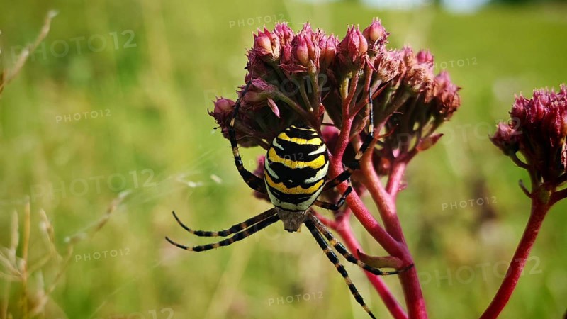 Wasp spider (argiope bruennichi) on a flower in the middle of a green meadow, sunny atmosphere, Upper Franconia