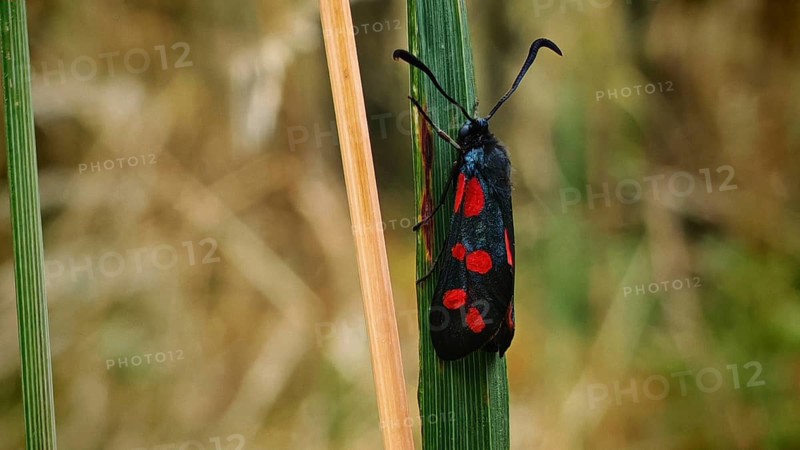 Butterfly six-spotted ram (Zygaena filipendulae) on a blade of grass in natural surroundings, Franconian Forest nature park Park