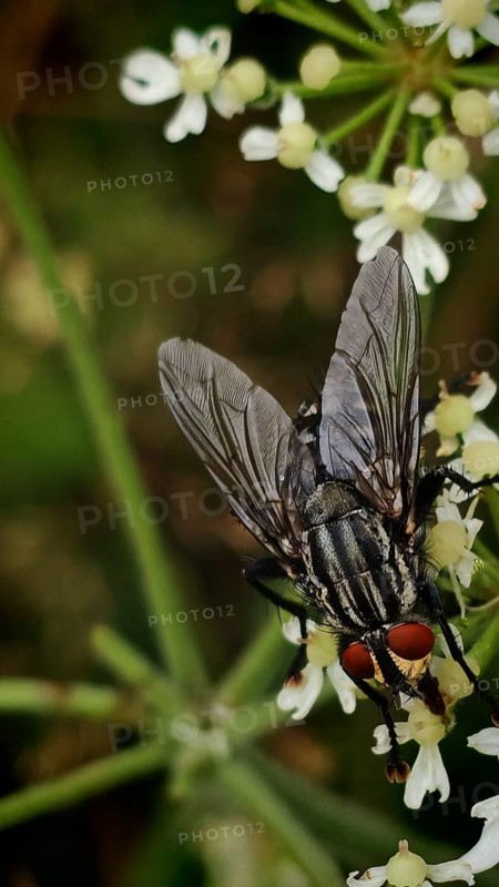 Flesh fly (sarcophagidae) with red eyes on white flowers in detail, Franconian Forest nature park Park