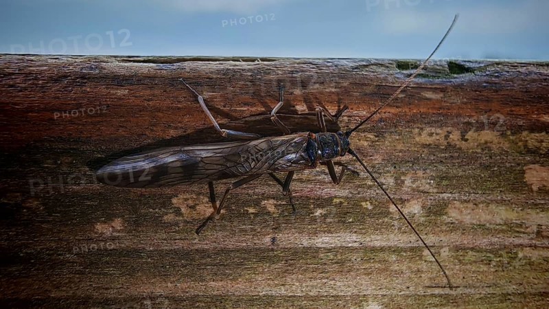 Close-up of a stonefly (Plecoperta) with long wings sitting on a piece of wood, surrounded by texture, Franconian Forest nature park Park, Germany