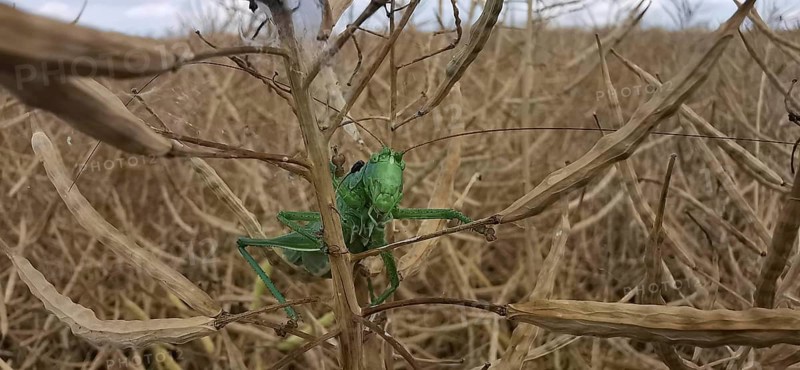 Great green bush cricket (Tettigonia viridissima) is well camouflaged on a dried plant field, close-up, Thuringian Forest, Germany