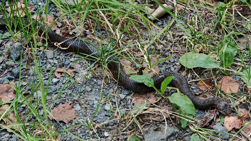 A smooth snake (coronella austriaca) crawls over a grass-covered path full of stones, Franconian Forest nature park Park, Germany
