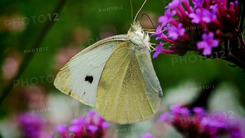 Close-up of a Small white butterfly (Pieris rapae) on purple flowers in a natural environment, Franconian Forest nature park Park, Rennsteig