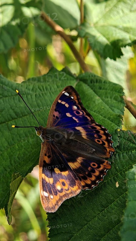 Close-up of colourful butterfly Lesser purple emperor (apatura ilia) with unique pattern sitting on a green leaf, Franconian Forest nature park Park