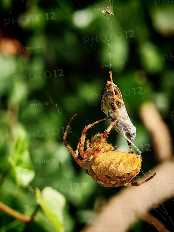 Close-up of a garden cross spider (araneus diadematus) has caught a prey wasp (vespinae) in its web, surrounded by green vegetation, Franconian Forest nature park Park