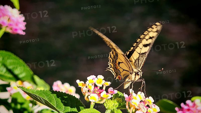 A yellow butterfly swallowtail (papilio machaon) nibbling on bright flowers in close-up, Montenegro