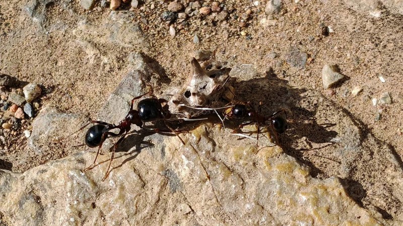 Two ants (messor) working together on an object on stony ground, North Macedonia