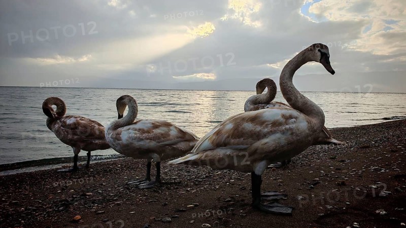 Four swans (Cygnus) standing on the shore in dim light and cloudy sky, Lake Ohrid, North Macedonia