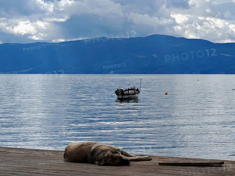 A dog is resting on a jetty on a lake with a boat in the background against clouds and mountains, Lake Ohrid, North Macedonia