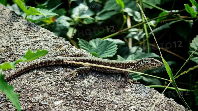 A wall lizard (podarcis muralis) sunbathing on a stone surrounded by green leaves, close-up, Kosovo