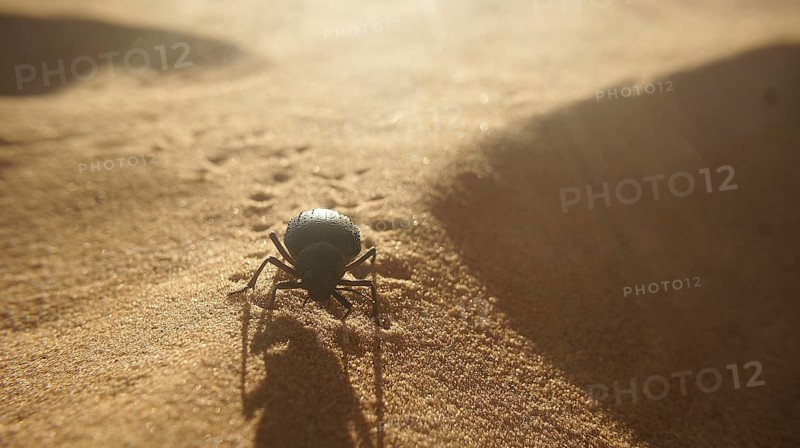 Close-up, beetle (Scarabaeus) crawling over sandy desert in warm, oblique light with clear shadow, southern Morocco