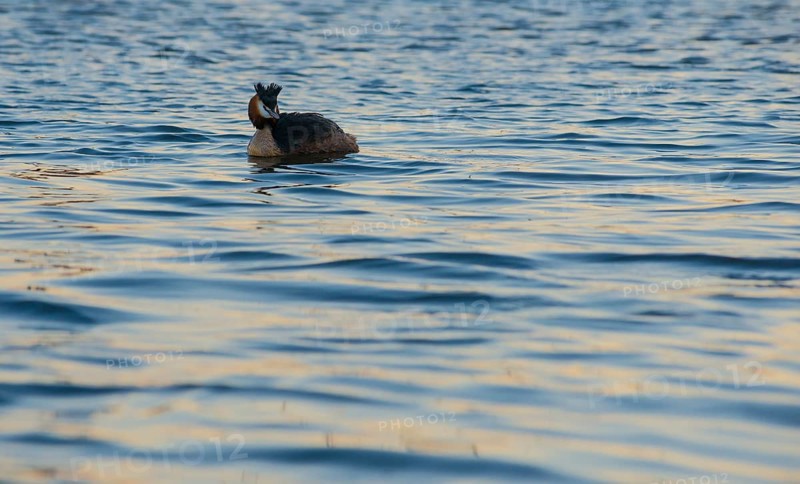 Great Crested Grebe (Podiceps Scalloped ribbonfish) swimming alone in blue and golden shimmering water, feathered cap erected, late sunlight at sunset, calm water with small waves, relaxed scenery, gentle light reflections on the water surface, harmonious scene, peaceful atmosphere, nature observation near Mardorf in summer, Steinhuder Meer nature park Park, Lower Saxony, Germany