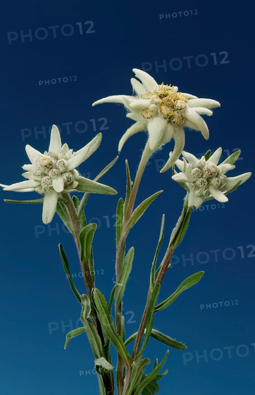 Alpine edelweiss, Leontopodium nivale, plant species from the genus Leontopodium (edelweiss) within the Asteraceae family
