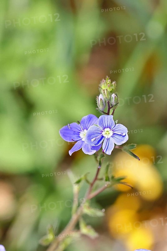 Gamander speedwell (Veronica chamaedrys), men's fritillary, flowers in a deciduous forest, blue blossom, spring, Wilnsdorf, North Rhine-Westphalia, Germany