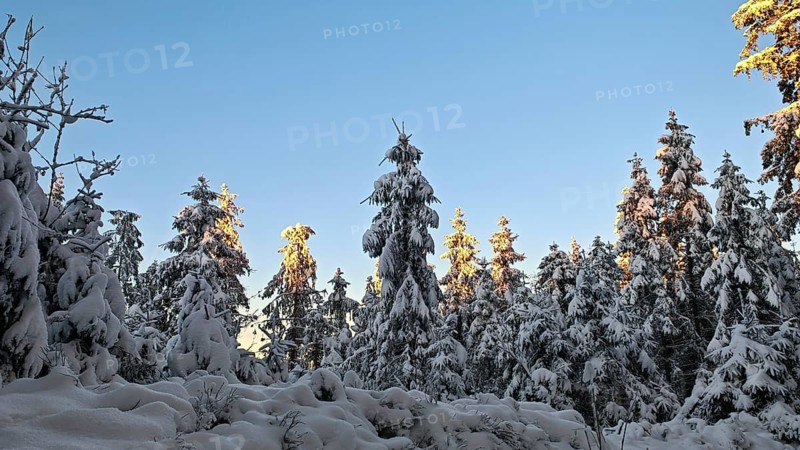 Snow-covered spruce (picea) forest in winter with trees illuminated by the sun, Rennsteig, Thuringian Forest nature park Park