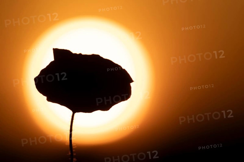 Common field poppy (Papaver rhoeas) silhouette of a single wildflower flower in summer at sunset, England, United Kingdom