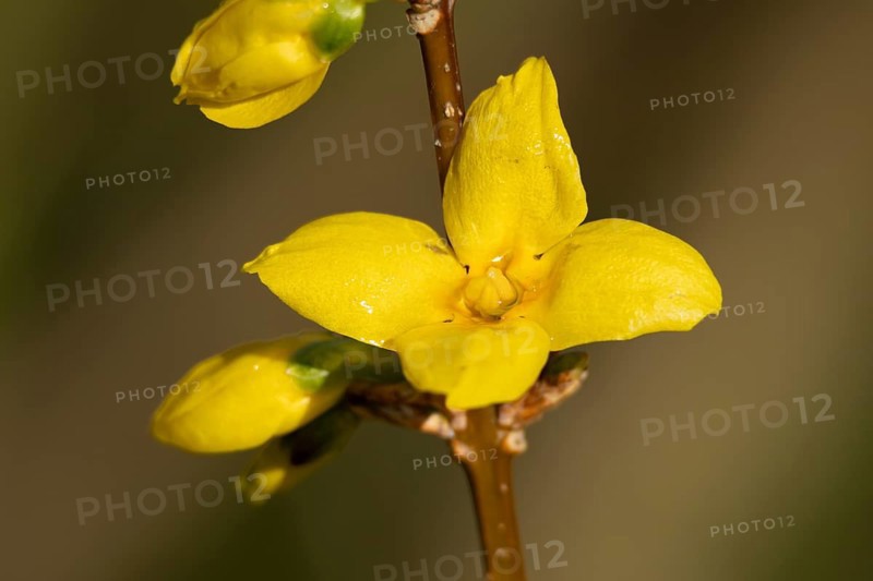 Forsythia single yellow garden shrub flower in winter, England, United Kingdom