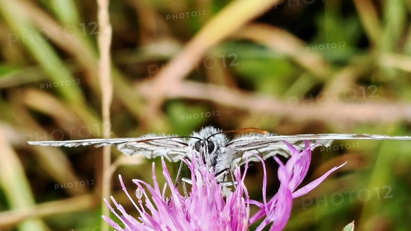A checkerboard butterfly (melanargia galathea) on a bright purple flower, close-up in detail, REnnsteig, Franconian Forest National Park
