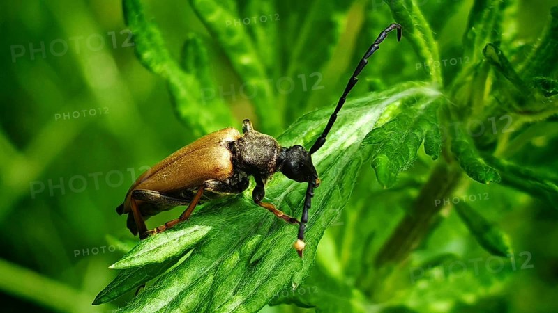 Close-up of a red longhorned beetle (Stictoleptura rubra) on a green leaf in sunlight, Franconian Forest nature park Park)