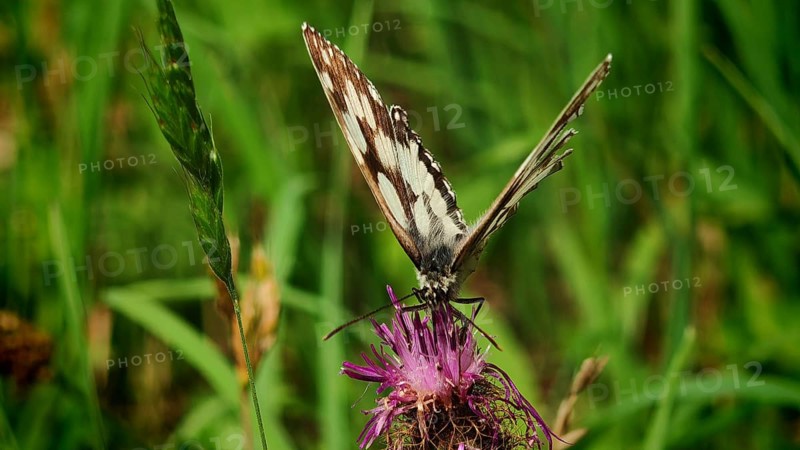 A chequerboard butterfly (melanargia galathea) on a purple flower in the grass, frankenwald nature park