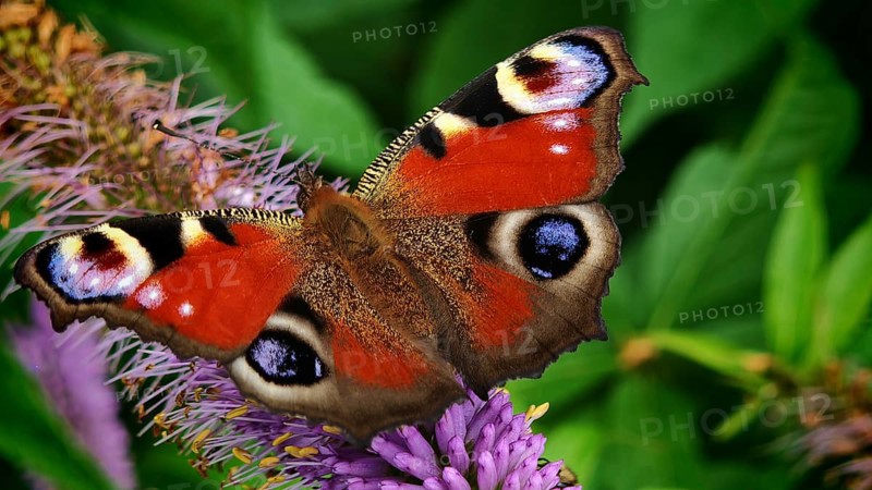 A peacock eye (aglais io) with red wings on a purple flower against a green background, frankenwald nature park