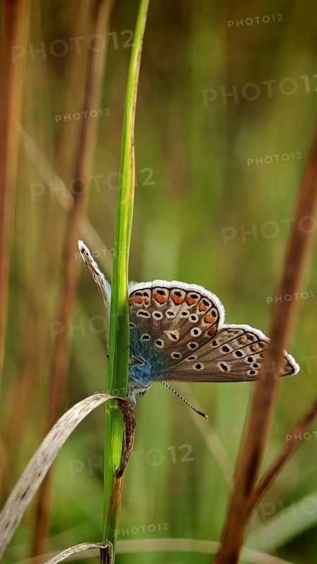 Blue butterfly (polyommatus icarus) with colourful wings, delicately peeping out from behind a blade of grass, in nature, REnnsteig, Franconian Forest nature park Park