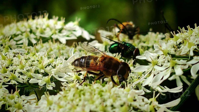 Various insects on white flowers, including a large fly, such as cows grazing in a pasture, Franconian Forest nature park Park