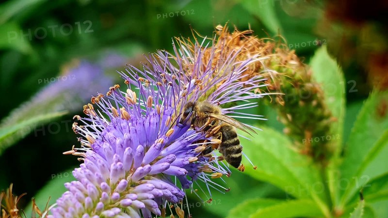 A bee (apis) sucks nectar from a purple flower in the green plant environment, frankenwald nature park