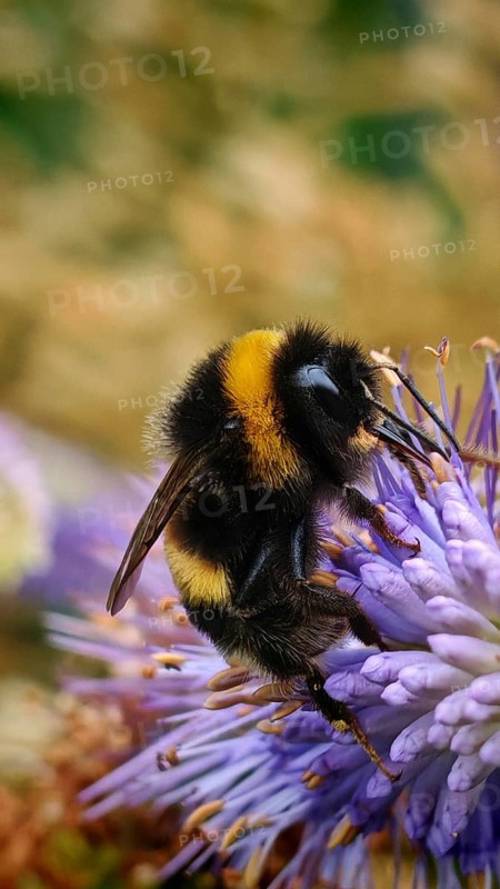 A bumblebee (bombus) on a purple flower in nature, Franconian Forest nature park Park