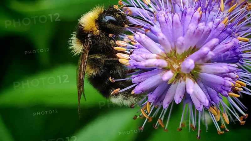 A bumblebee (bombus) sits on a purple flower against a blurred green background, Franconian Forest nature park Park