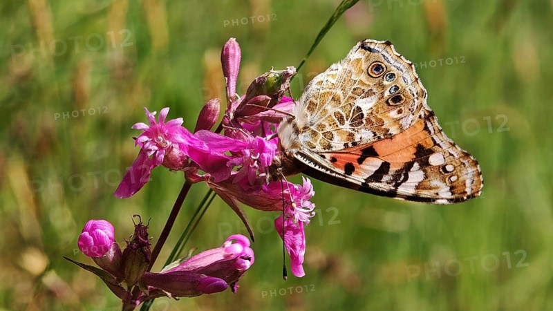 A ladybird (vanessa cardui) with patterned wings on a pink flower, Franconia nature park Park
