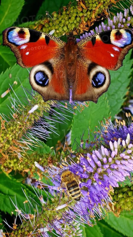 A peacock eye (aglais io) with red wings on a purple flower against a green background, frankenwald nature park
