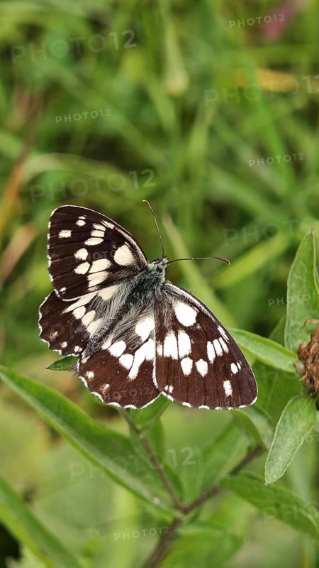 A black and white chequerboard butterfly (melanargia galathea) resting on a green leaf, Slovenia