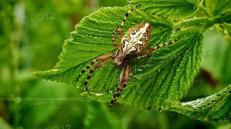 Oak leaf wheel spider (aculepeira ceropegia) with distinctive back on a green leaf in nature, Franconian Forest nature park Park