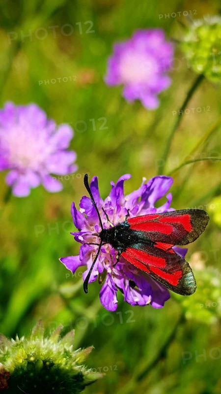 A red and black thyme rampion (zygaena purpuralis) sits on a purple flower in the green background, frankenwald nature park