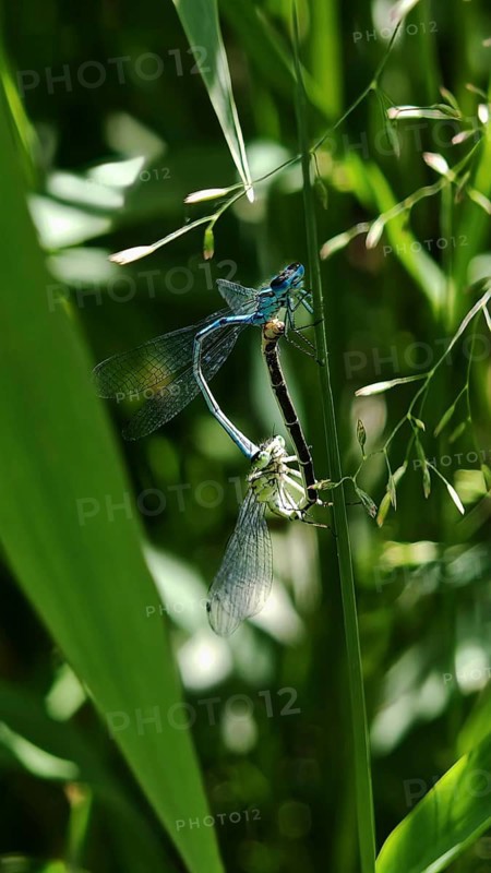 Two dragonflies (draconis musca) in mating position on a green plant, Thuringian Forest