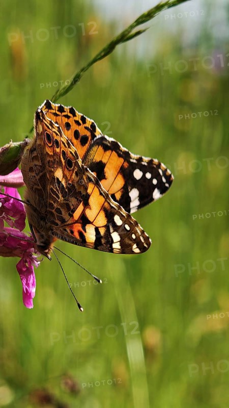 Thistle butterfly (vanessa cardui) with colourful wings resting on a pink flower, surrounded by a wild flower meadow, Franconian Forest nature park Park