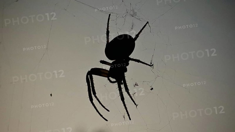 Silhouette of a garden cross spider (araneus diadematus) on its web in front of a dark background, Franconian Forest