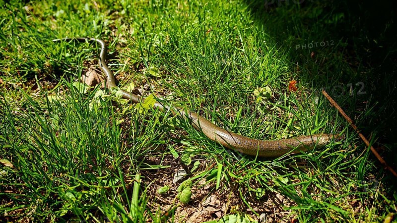 Slow worm (anguis frailis) meanders through sun-drenched grass with shade, REnnsteig, Franconian Forest nature park Park