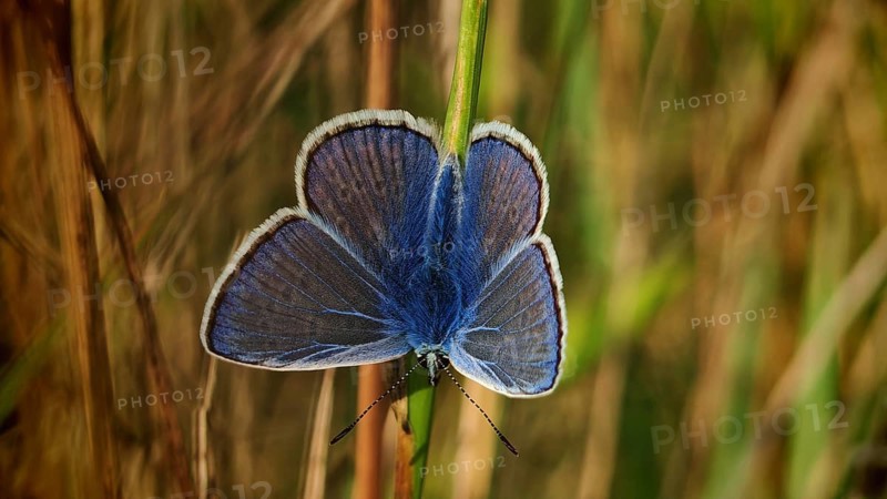 Blue butterfly (polyommatus icarus) with colourful wings, delicately peeping out from behind a blade of grass, in nature, REnnsteig, Franconian Forest nature park Park