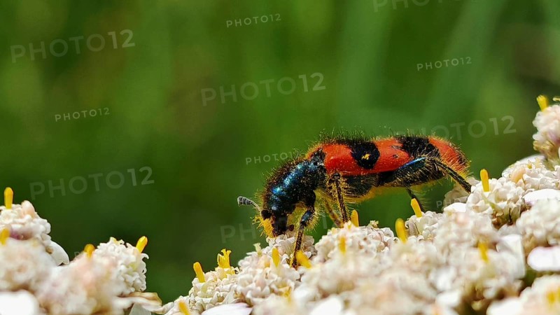 A red and black shaggy bee beetle (trichodes alvearius) moves on cream-coloured flowers in nature, Franconian Forest nature park Park, rennsteig