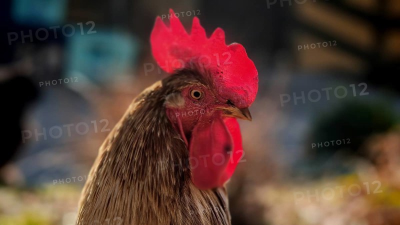 Portrait of a rooster (gallus) with a magnificent red comb, Franconian Forest