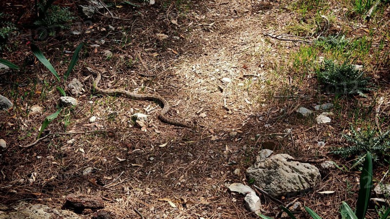 Well camouflaged Montivipera xanthina (montivipera xanthina) lying under light and shade on a coniferous path in the forest, Kemer, Turkey