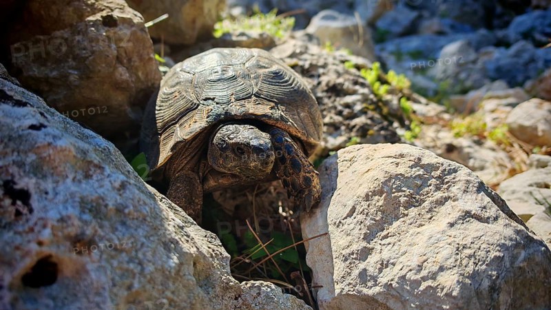 Hermann's tortoise (testudo hermanni) between stones, enjoying the sun, Turkey