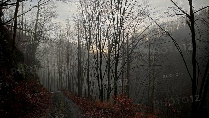 A foggy forest trail leads through bare autumn trees in a gloomy atmosphere, Franconian Forest nature park Park