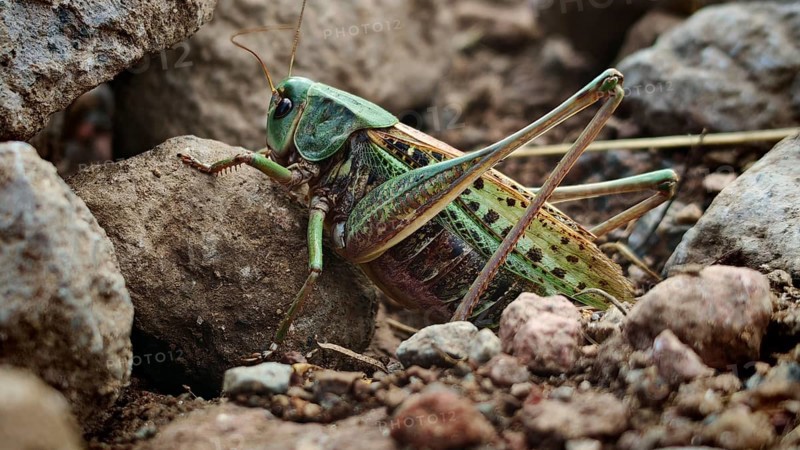 Close-up of a wart-biter (decticus verrucivorus) between stones in a natural environment, Georgia