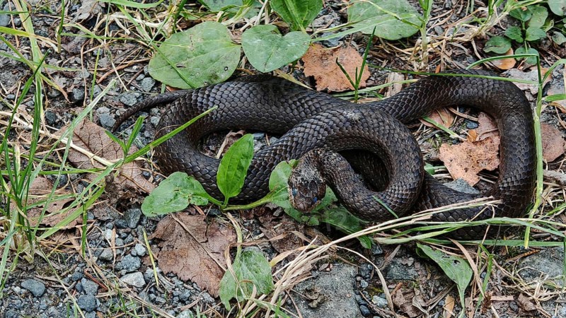 A smooth snake (coronella austriaca) shortly in front of moulting, lying on a tangled forest floor, surrounded by leaves and grass, Franconian Forest nature park Park, Rennsteig