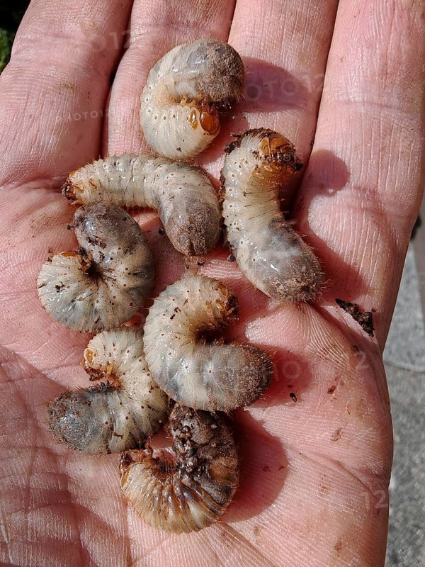 Several curved larvae, grubs of the leaf horned beetle (scarabaeidae) lying in an open palm, Franconian Forest nature park Park