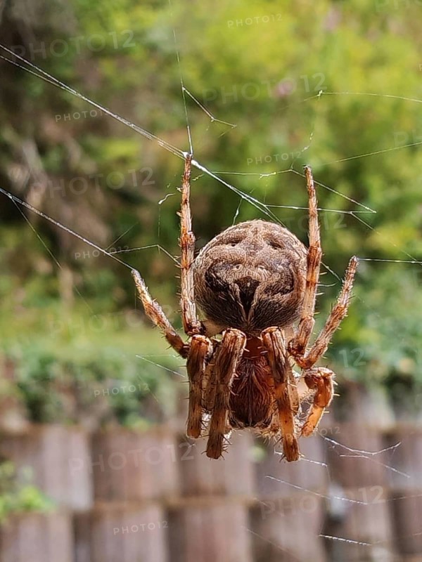 A garden cross spider (araneus diadematus) hangs upside down in its web. The background is green and blurred, suggesting a natural environment, Franconian Forest
