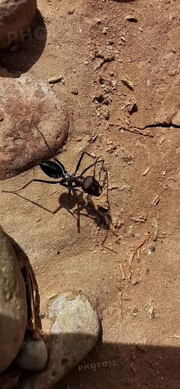 Desert ant (Sahara Desert ant) moving through an earthy landscape with stones, Morocco